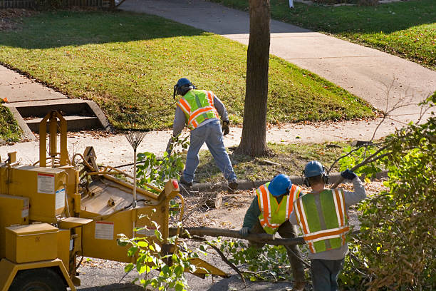 Best Palm Tree Trimming  in Mclean, TX