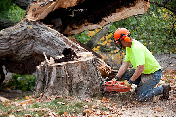Best Firewood Processing and Delivery  in Mclean, TX