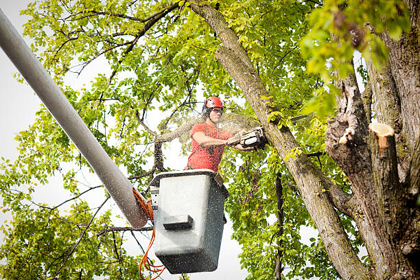 How Our Tree Care Process Works  in  Mclean, TX